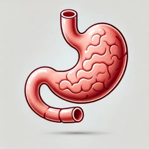 Stomach - part of the digestive system